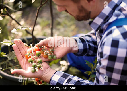 Busy farmer watching tomatoes at greenhouse Stock Photo