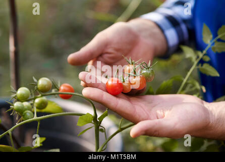 Human hand holding tomatoes at vegetable garden Stock Photo