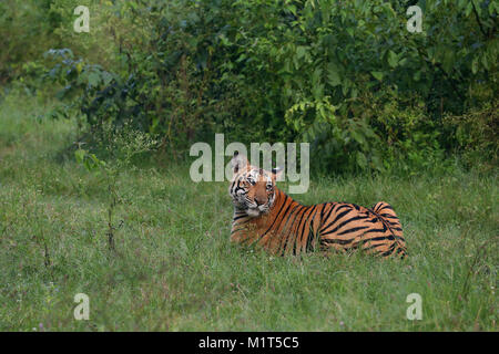 Royal Bengal Tiger in Nagarhole National Park Stock Photo