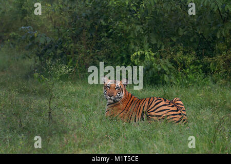 Royal Bengal Tiger in Nagarhole National Park Stock Photo