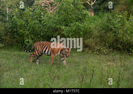 Royal Bengal Tiger in Nagarhole National Park Stock Photo