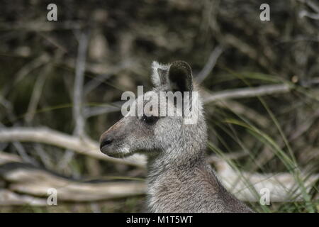 Eastern Grey Kangaroo (Macropus giganteus) close up, side view of head Stock Photo