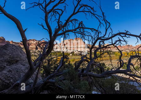 Dead tree among the colorful sandstone formations within Salt Creek Canyon in The Needles District of Canyonlands National Park, Utah, USA Stock Photo