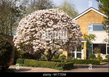A magnificent magnolia tree shaped and in full bloom in a small front garden in a Wiltshire village in UK Stock Photo