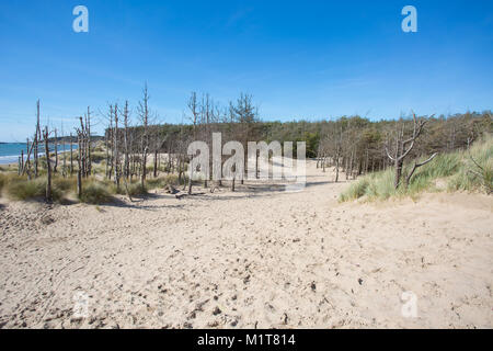 Dead pine trees at newborough in Anglesey North Wales Stock Photo