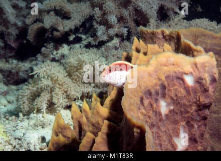 Freckled Hawkfish (Paracirrhites forsteri) in coral. The Celebes sea, Sipadan Island, Malaysia Stock Photo