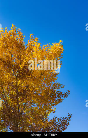Fremont Cottonwood, Populus fremontii, in autumn color in Salt Creek Canyon in The Needles District of Canyonlands National Park, Utah, USA Stock Photo