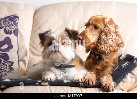 Indoor pet portrait of pomeranian shih tzu & red cocker spaniel, snuggled together on leather sofa in family home. Best of friends, side by side. Stock Photo