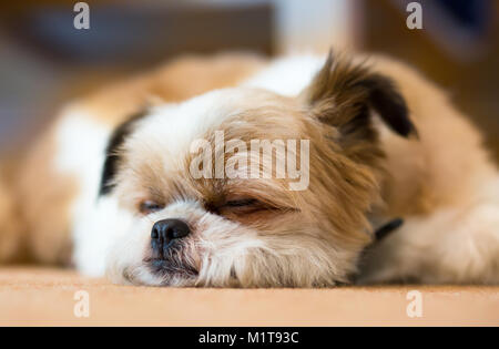 Close up head shot of cute UK pet dog isolated indoors sleeping chin on the floor. Fluffy Pomeranian Shih Tzu dog asleep. Pets at home. Stock Photo