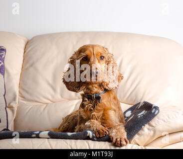 Indoor portrait of family pet dog (red, working cocker spaniel) enjoying home comforts sat on leather sofa. Posing head-on, front view, staring. Stock Photo