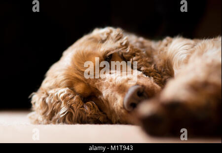 Close up of isolated UK family pet dog (red cocker spaniel), sleeping inside at home, lying with head on carpet. Cute, pretty dog asleep. Stock Photo