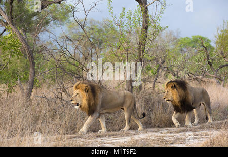 Two adult male lions (Panthera leo) in prime condition with large manes walking Stock Photo