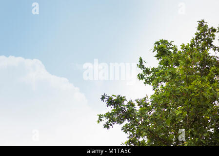 Sycamore tree branches and leaves textured background in front of a bright sky. Stock Photo