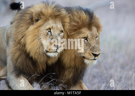 Two adult male lions (Panthera leo) face rubbing to greet Stock Photo