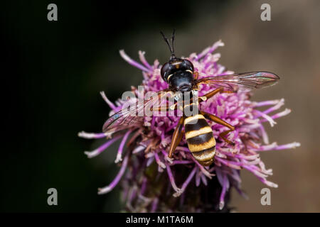 Conopid Fly (Conops quadrifasciatus) with open wings perched on a thistle. Cahir, Tipperary, Ireland. Stock Photo