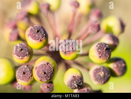 A macro shot of some developing common ivy berries. Stock Photo