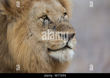 Tight male lion (Panthera leo) portrait showing a scarred face after many fights Stock Photo