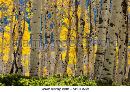 Pando, clonal colony of Quaking Aspen trees, Populus tremuloides Stock ...