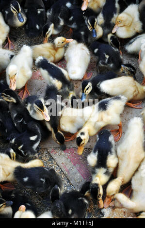 Ducks and Ducklings in a Box In Sa Pa Northern Vietnam Stock Photo