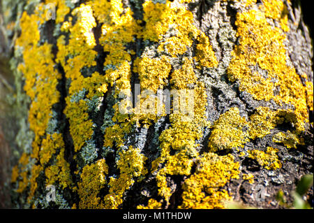 Felling in the forest, lumberjack chopping wood and gathering firewood for winter. Macro shot of natural texture of birch bark in the forest Stock Photo