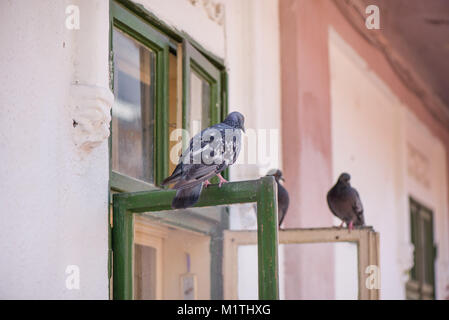 Pigeons sitting on window waiting for food. Birds having a conversation. Urban wildlife Stock Photo