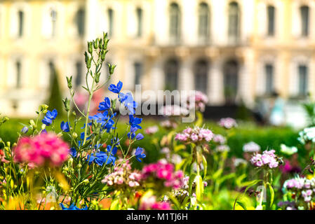 Macro shot of blooming blue, pink, red summer and spring flowers in botanical garden in front of castle. Sunny background. Family vacation, holidays Stock Photo
