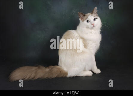 Ragdoll blue bi-colour cat Stock Photo