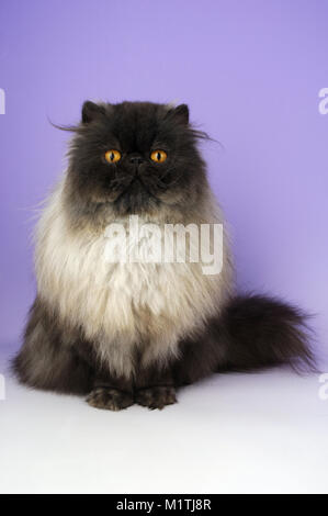 black smoke persian cat, sitting down Stock Photo