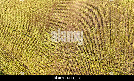 Aerial shot of sunflower field ready for harvest. Yellow background Stock Photo