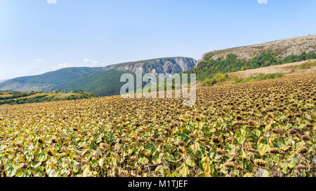 Aerial shot of sunflower field ready for harvest. Drone shot of mountain side with a ravine, forest-covered hill seen in the background Stock Photo