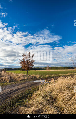 Vertical photo with autumn landscape. The small tree with brown leaves is on side of dirty road with mud and puddles with field or meadow in backgroun Stock Photo