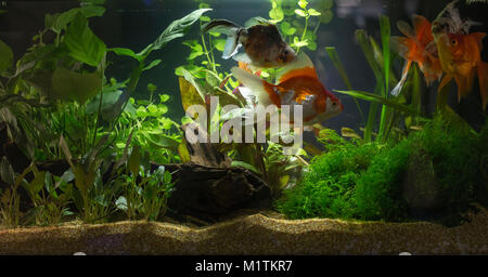 Planted freshwater aquarium with fishes Stock Photo