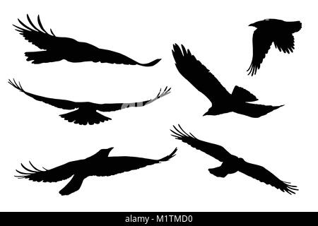 Set of realistic vector silhouettes of flying birds, isolated on white background Stock Vector