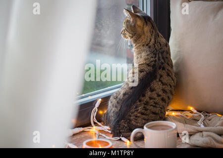 tabby cat looking through window at home Stock Photo