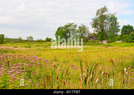 An old, ruined wooden barn surrounded by trees and weeds in a country meadow Stock Photo