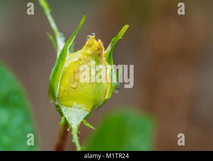 A macro shot of a wet yellow rosebud. Stock Photo
