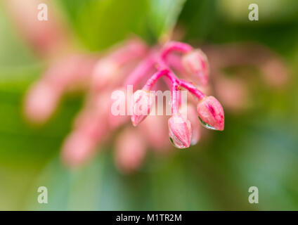 A macro shot of some pink rain covered forest flame bush flower buds. Stock Photo