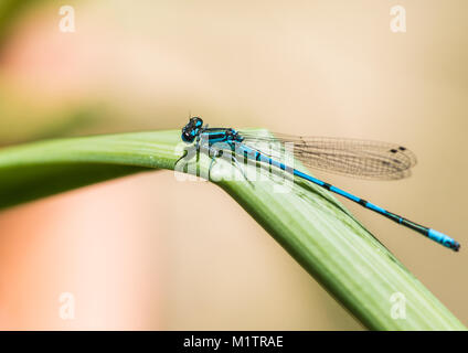 A macro shot of a blue damselfly sitting on a green leaf. Stock Photo