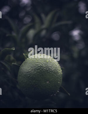 Lime fruit on a tree covered in raindrops Stock Photo