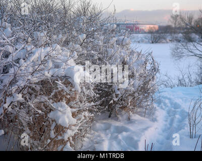 The bushes covered with snow  and abstract city in the blurred background Stock Photo