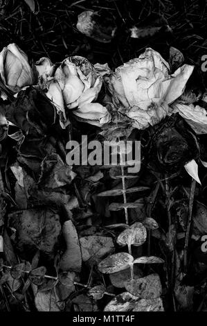 Roses decaying in a group on green grass Stock Photo