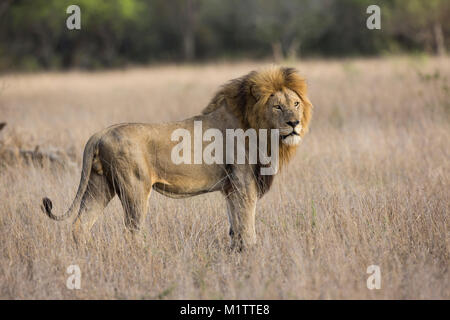 Adult male lion (Panthera leo) with a large mane standing in veld Stock Photo