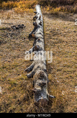 The dry tree trunk lies on the ground close up. Stock Photo