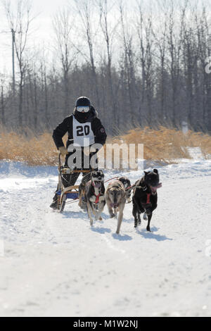 L'Epiphanie, Canada 1/28/2018 . A musher and his team of dogs race in the International Dog sled Race of Lanaudiere, Stock Photo