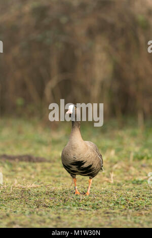 Greater white fronted goose, Anser albifrons, feeding on old pastureland, late winter in Somerset. Stock Photo