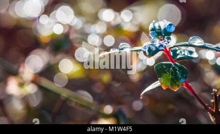 A close-up of raindrops on the surface of a leaf being backlit by the sun. Stock Photo