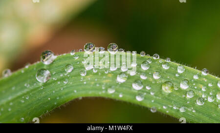 A macro shot of raindrops resting on a green leaf. Stock Photo