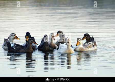 A group of Indian Runner Ducks swimming in the Lake Stock Photo