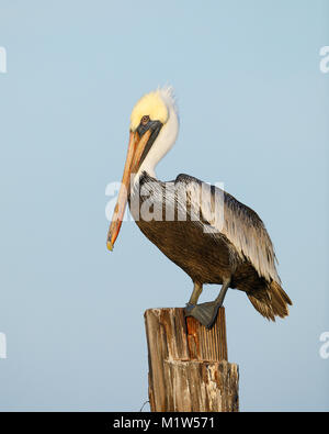 Brown Pelican (Pelecanus occidentalis) perched on a dock piling - Estero Island, Florida Stock Photo