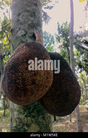 Breadfruit on tree, ripe fruit of tropical gardens, jackfruit growing directly from trunk, jeack-fruits stem. India Stock Photo